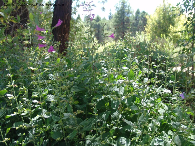 Calamintha acadens--AZ. Arboretum at Flagstaff. 3 Sep 04. 099.jpg