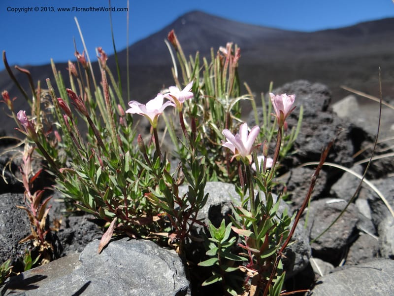 Epilobium, WDS 34141--Chile. P.N. Laguna del Laja. Ski lodge. 18 Feb 2013. DSC01783 (11).JPG