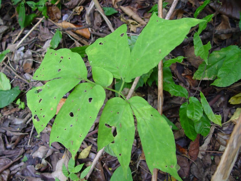 Anchomanes--Cameroon. Limbe Botanic Garden. 4 Dec 03. 235.jpg