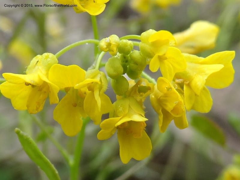 Draba hispida, Davidson, C 12492--Georgia (Caucasus). Koslitavi, branch of Merisi Gorge. 11 Jun 2014. DSC08456 (143).JPG