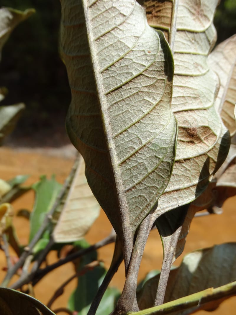 Lepidocupania lepidota, Callmander, M 1239--New Caledonia. Mont Dzumac. 12 Nov 2015. DSC01563 (335).JPG