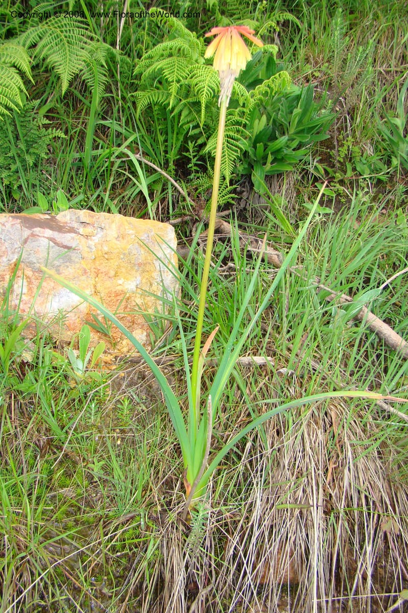 Kniphofia bequaertii, WKindeketa3032--Tanz. Makete Distr. Kitulo Nat. Pk. 25 Jan 08. 067.jpg