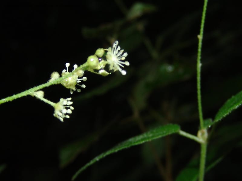 Croton--So.Africa. E. Cape. Umtiza Nature Res.. 7 Mch 05. 080.jpg