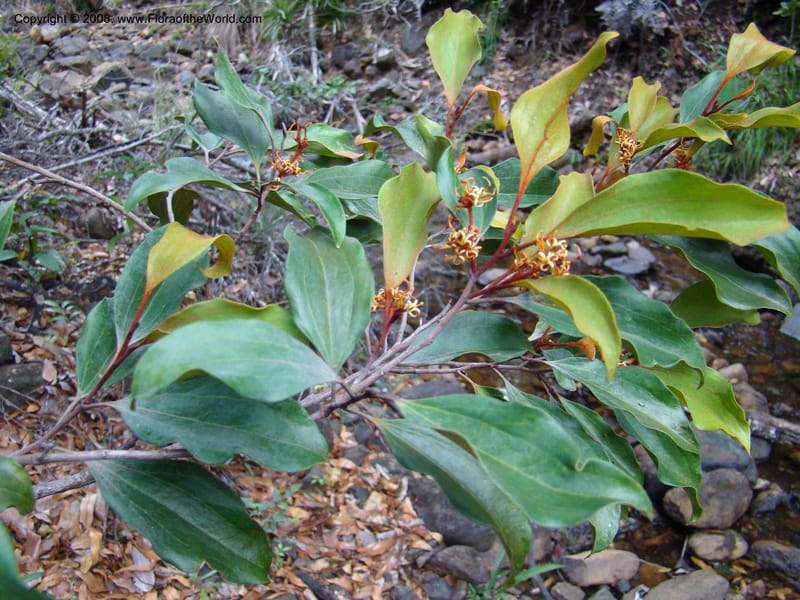 Stenocarpus, JMunzinger4682--N.Caled. RT 1, Avangui For., Hervrouet Cr. 12 Nov 07. 036.jpg