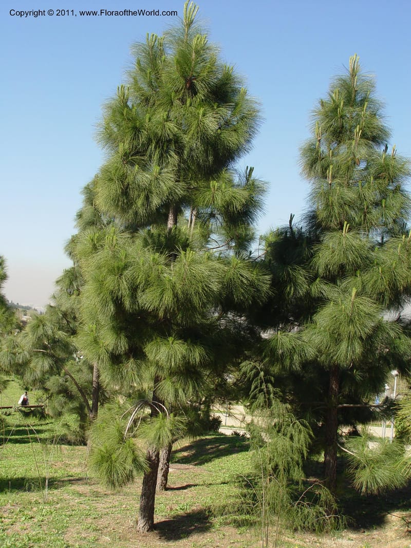 Pinus canariensis, 1999.00090--Spain. Barcelona Botanic Garden. CD21 Apr 04. 1. 142.jpg