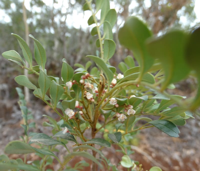 Guioa villosa, Callmander, M 1257--New Caledonia. Tiebaghi. 17 Nov 2015. DSC03437 (191).JPG