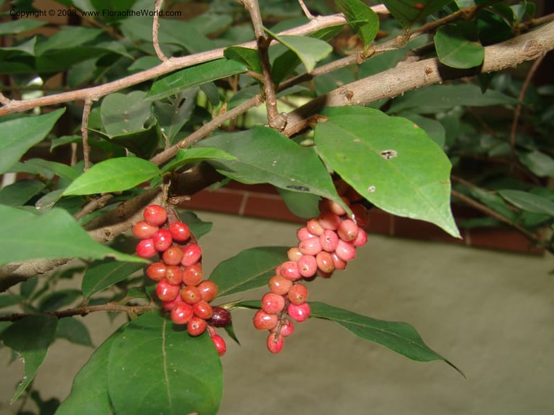 Antidesma voegelianum, W138--So. Africa. Mpumalanga. Karino. Whyte Thorne. 19 Mch 05. 218.jpg