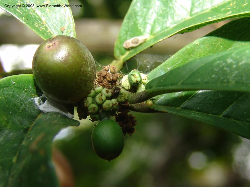 Sorocea sprucei, AAraujoM1576--Bolivia. Pq. Nac. Madidi. Laguna Chalalan. 26 Nov 04. 328.jpg