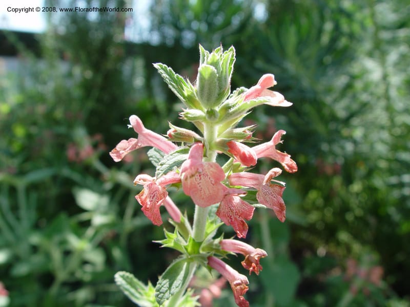 Stachys albotomentosa--PA. Longwood Gardens. 24 Jun 03. 007.jpg