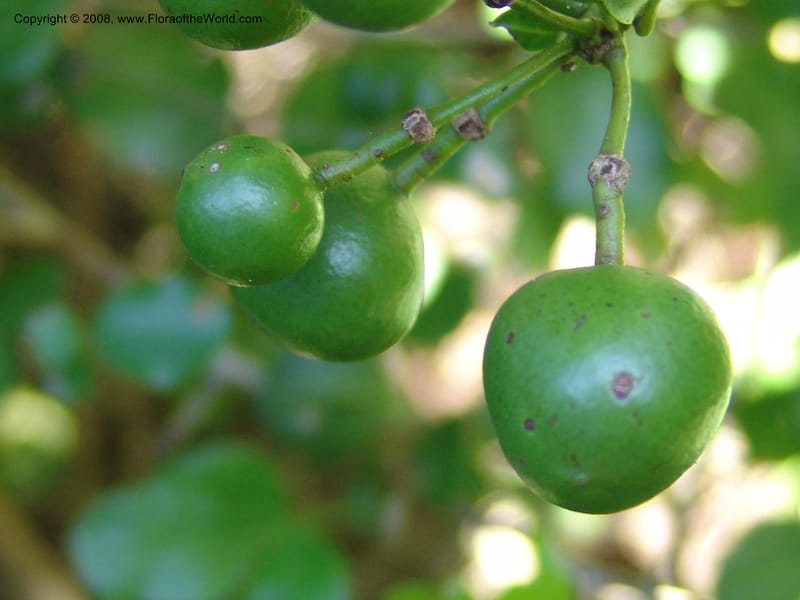 Capparis sepiaria--So.Africa. E. Cape. Maitland Nat.Res. 5 Mch 05. 135.jpg