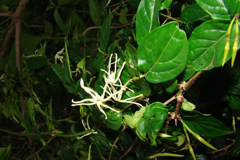 Jasminum streptopus, RGereau7007--Tanz. Mbeya Rural Distr. Pungaluma Hills. 23 Jan 08. 266.jpg