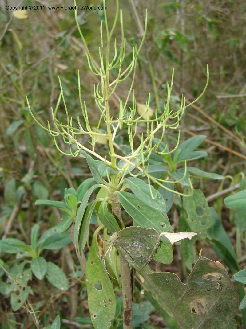 Peperomia vestita, AraujoM2911--Bolivia. F. Tamayo. Rio Machariapu. 17 Sep 06. 582.jpg