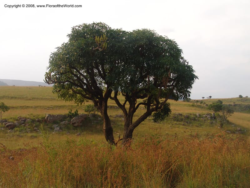 Cussonia spicata--So.Africa. Mpumal. Buffelskloof Private Nat. Res. 17 Mch 05. 328.jpg