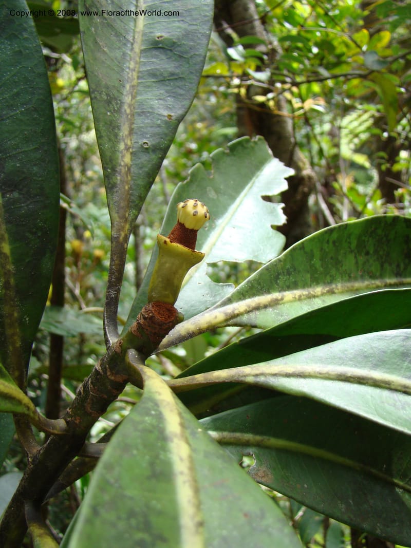 Zygogynum, JMunzinger4845--New Caledonia. Plateau de Dogny. 19 Nov 07. 177.jpg