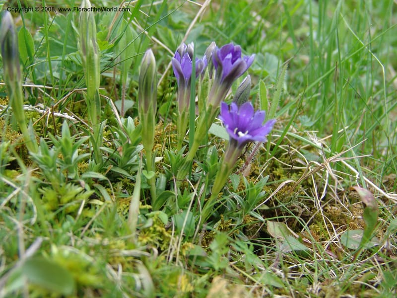 Gentiana pyrenaica--Georgia. Kazbegi region. N slope-pasture, E of Sno. 3 Jun 05. 090.jpg