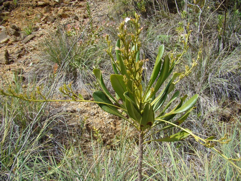 Scaevola beckii, JMunzinger4887--New Caledonia. Tontouta R.jct Kalouehola R. 21 Nov 07. 037.jpg