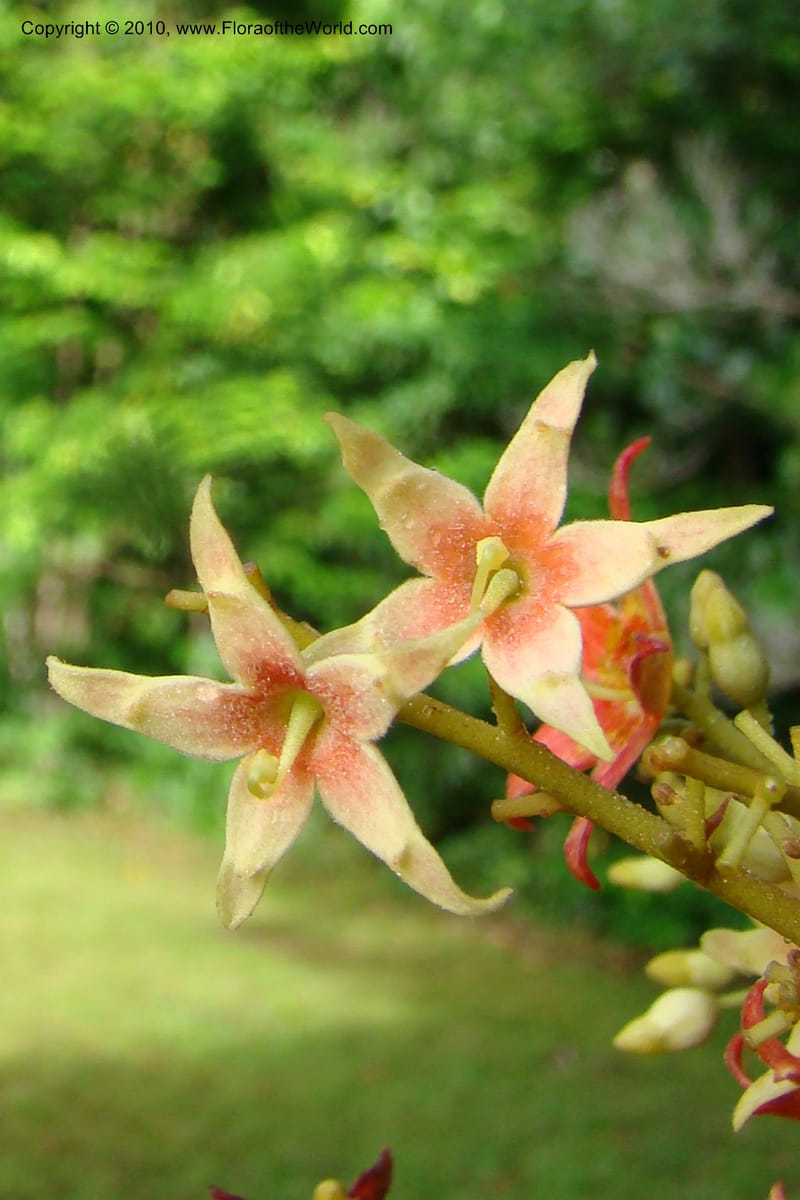 Sterculia villifera, Mori, 27339--French Guiana. Les Nouragues Station. 27 Oct 09. 029.jpg