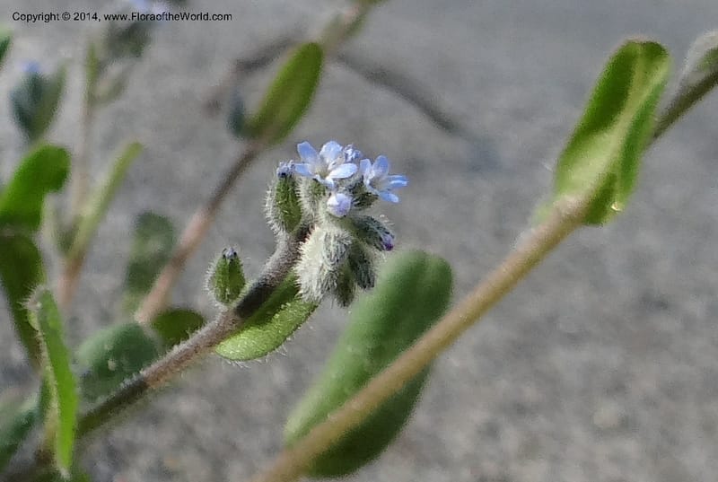 Myosotis micrantha, Smith, J 10739--Idaho. Nez Perce Co. China Garden Cr. 7 May 2013. DSC03632 (3).JPG