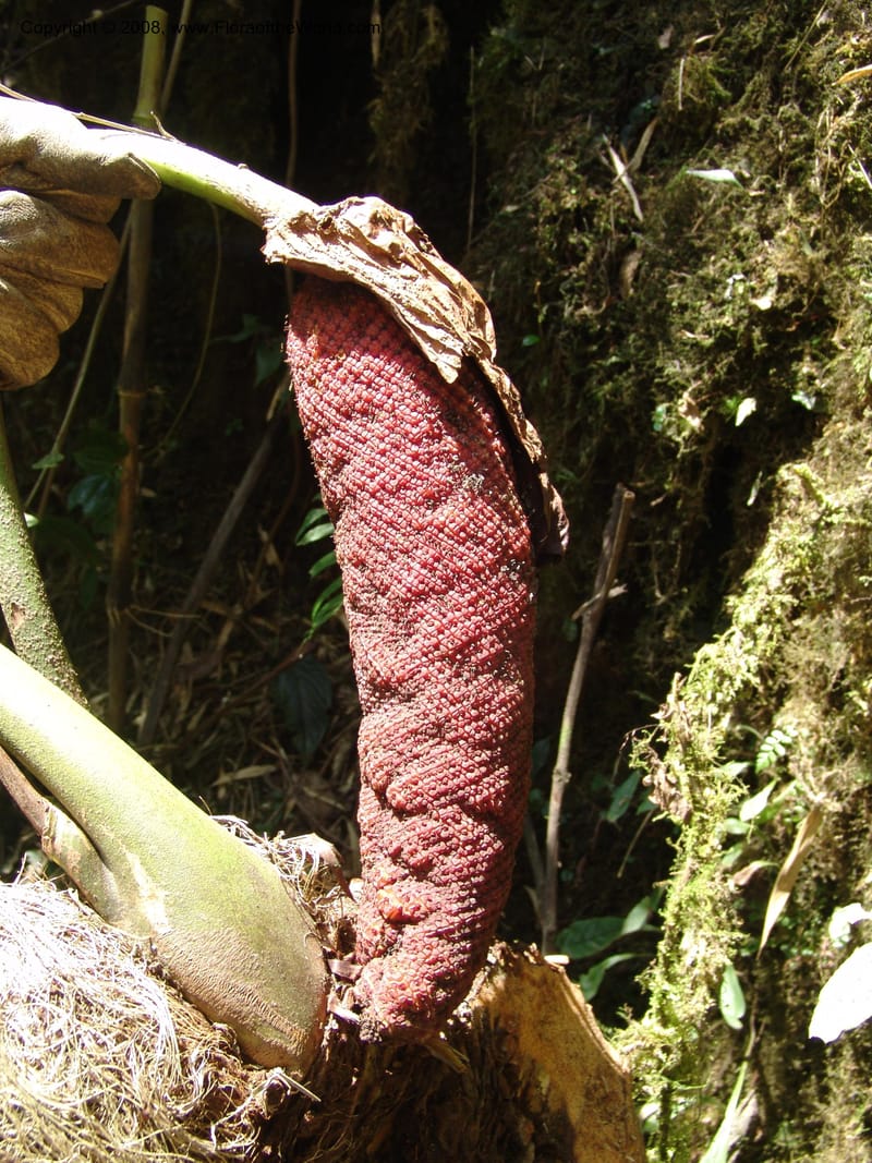 Anthurium gualeanum, Croat93239--Ecuador. Prov. Pichincha. Old hwy Quito to Sto. Domingo.   12 Aug 04. 112.jpg