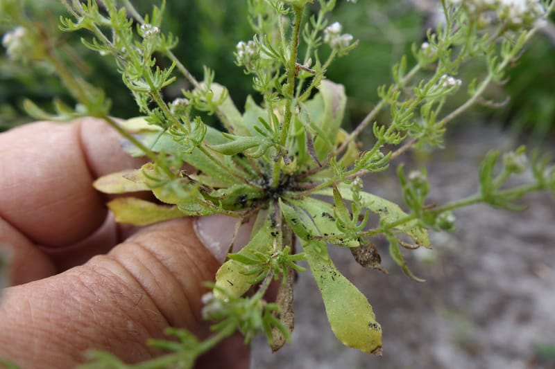 Eremosyne pectinata, Davidson, C 13494--Australia. W. A. Two People's Bay Nat. Res. 29 Oct 2016. DSC06475 (24).JPG