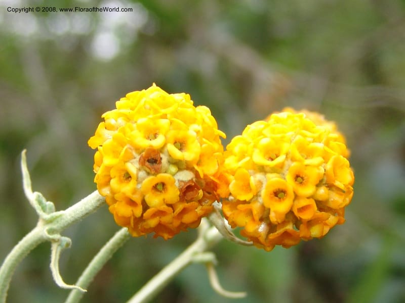 Buddleja globosa, 77.0292CA. UC Berkeley Bot. Garden.  30 Jun 06. 119.jpg