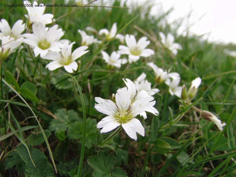 Cerastium purpurascens--Georgia. Kazbeki . Trail-road to Sameba Church. 2 Jun 05. 471.jpg