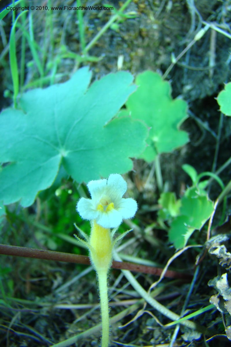 Orobanche uniflora, C. Davidson 11378--Idaho. Idaho Co. Salmon River. Polly Bemis Ranch. 27 May 2009. 026.jpg