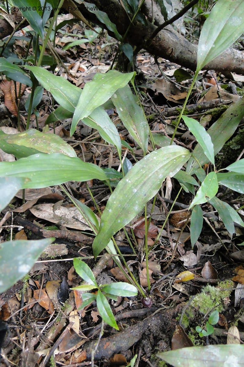 Aspidistra truongii, Regalado 1888--Viet Nam. Hon Ba Nature Res. 12 May 2011. 057 (6).jpg