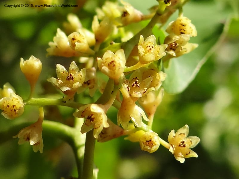 Ocotea cernua, Hammel 26120--Costa Rica. Ranchos Tinamu. 4 Mar 2012. DSC03937 (88).JPG