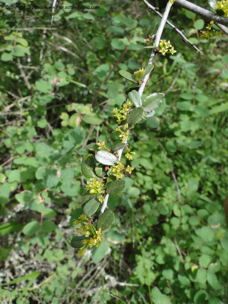 Rhamnus crocea, C. Davidson 11726--California. Santa Barbara Co. 4 April 2010 155 (9).jpg