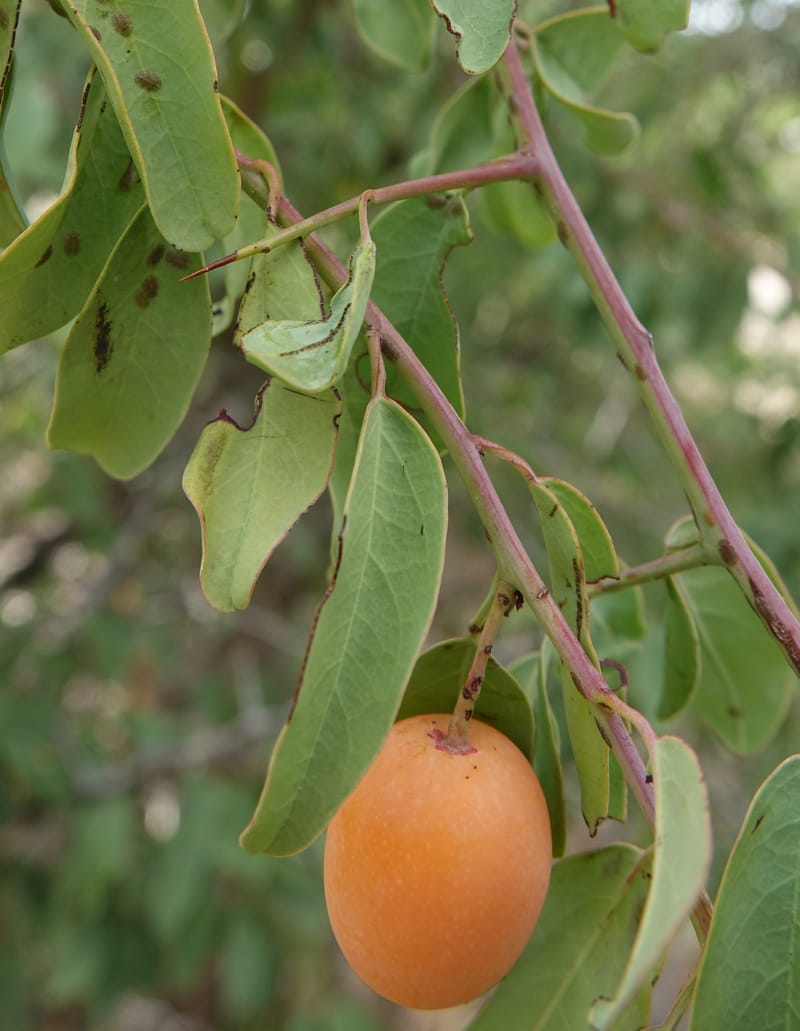 Ximenia americana, Nanyeni 1210--Namibia. C43 S of Opuwo. Odom 76. 21 Mar 2018. DSC02429 (86).JPG