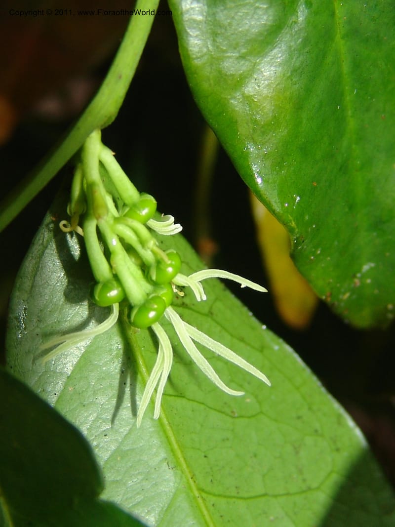 Physena madagascariensis, ZRogers1175--Madag. Antsir. Nosy Be. Lokobe Forest. 15 Nov 06. 068.jpg