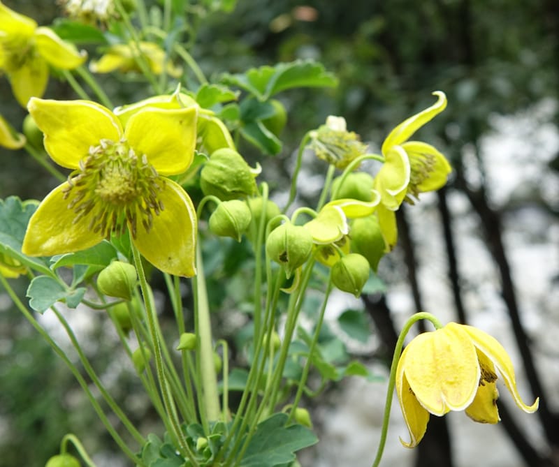 Clematis tangutica, Not collected--China. Sichuan. Yibailingba-gou. 12 Aug 2017. DSC04660 (446).JPG