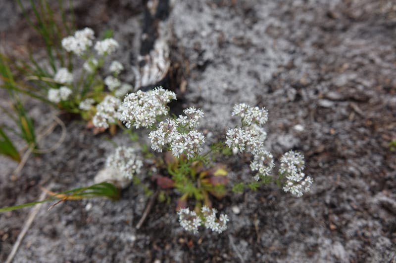 Eremosyne pectinata, Davidson, C 13494--Australia. W. A. Two People's Bay Nat. Res. 29 Oct 2016. DSC06475 (1).JPG