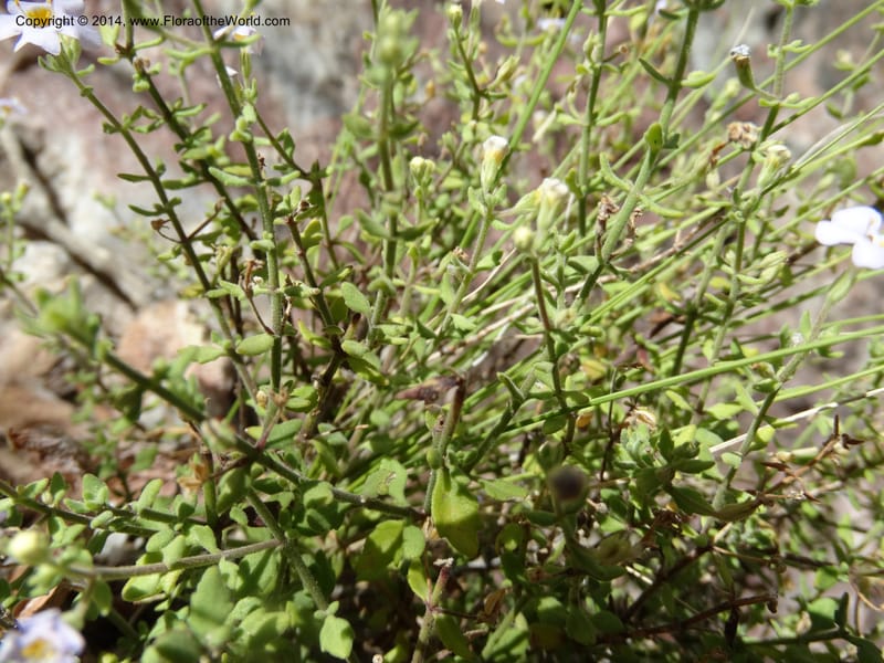Sutera hispida, Davidson, C 12260--South Africa. Western Cape. Swartberg Pass Rd. 19 Jan 2014. DSC00537 (65).JPG
