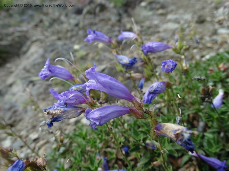 Penstemon fruticosus var. serratus, Davidson, C 12590--ID. Idaho Co. Seven Devils Camp Ground. 15 Jul 2014. DSC00113 (95).JPG
