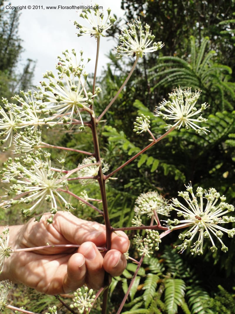 Myodocarpus fraxinifolius, (Lowry, P. P 7180)--New Caledonia. Mont Dore. 20 Jan 2010. 1842 (8).JPG