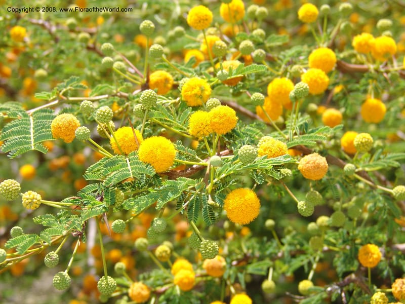Acacia farnesiana--Bolivia. La Paz. Send. Aguila. 4 Dec 04. 075.jpg