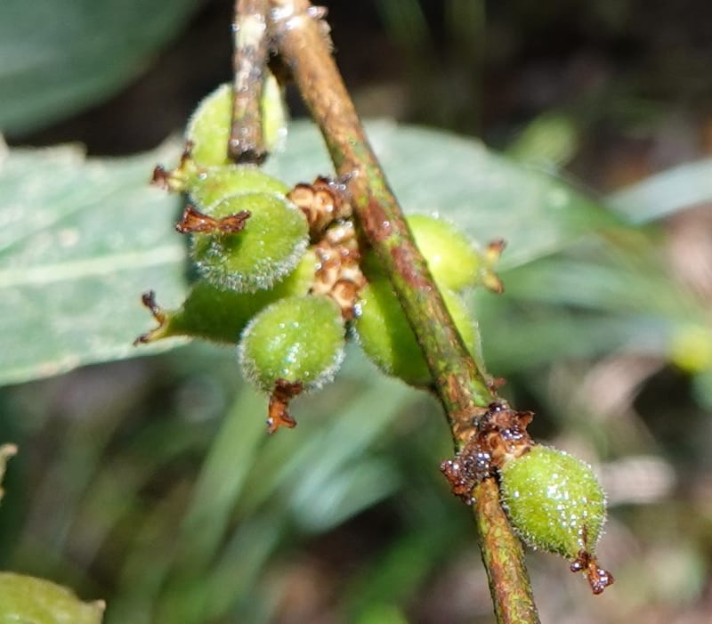 Aporosa dioica, D. Boufford 44137--China. Yunnan. Pu Wen to Da Du Gang on G213. 4 May 2018. DSC01724 (167).JPG