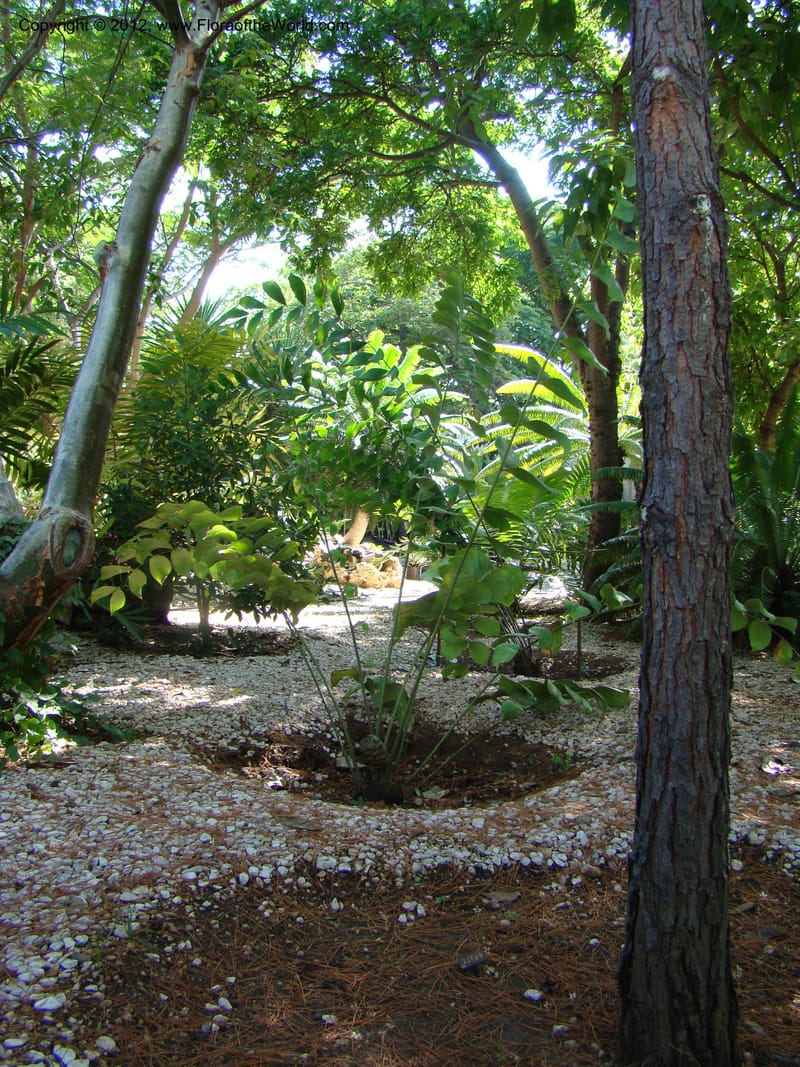 Ceratozamia euryphyllidia--MX. Oaxaca. Jardin Etnobotanico. 11 Sep 08. 002.jpg