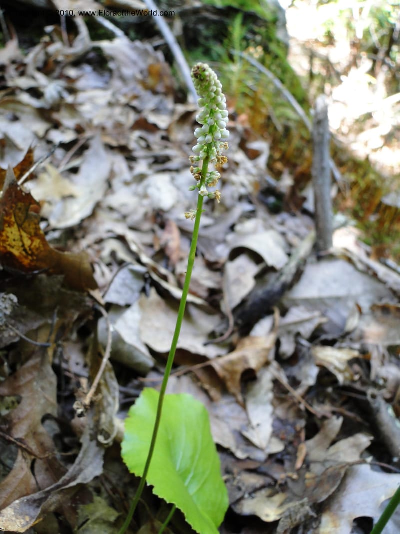 Galax aphylla, Mori, S 27456, USA, North Carolina, Stokes County, Hall Rd, 1.1 mile W of junction with Moores Springs Rd., 26 May 2010 (3).JPG
