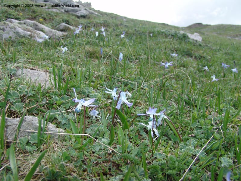 Scilla rosenii--Georgia. Vic. of Tskhrats'karo Pass. 7 Jun 05. 040.jpg