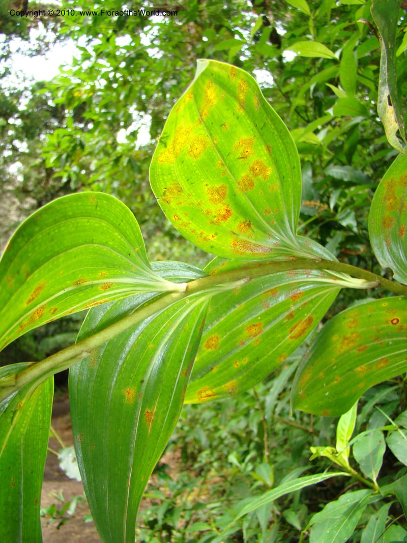Maianthemum, B. Hemmel 24594--Costa Rica. Hered. Volcan Barva. 9 Apr 08. 316 (5).jpg