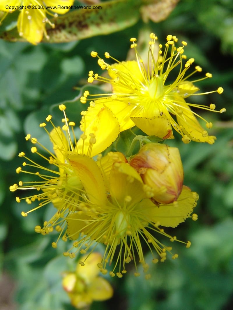 Hypericum formosum, CDavidson10972--ID. Valley Co. For Serv Rd. 432, to Crestline Trail.  25 Jul 06. 124.jpg