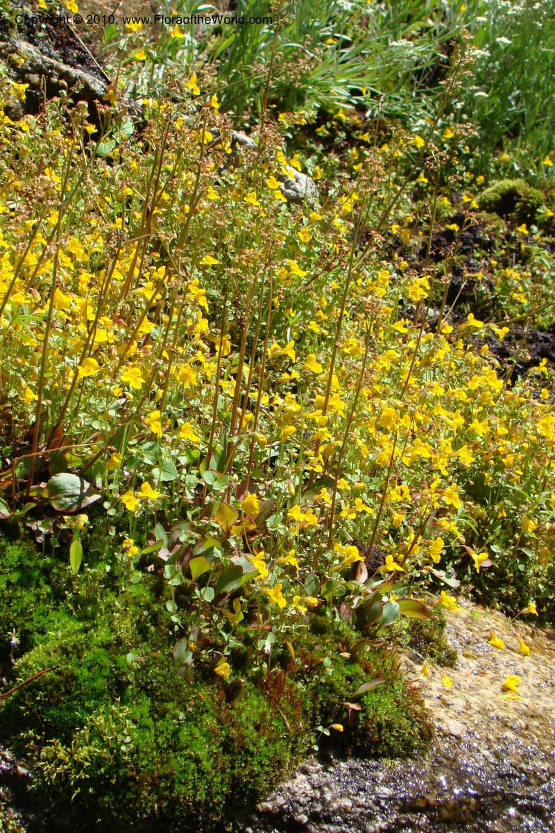Mimulus guttatus, C. Davidson 11462--ID. Valley Co. Warm Lake. 16 June 2009. 080.jpg