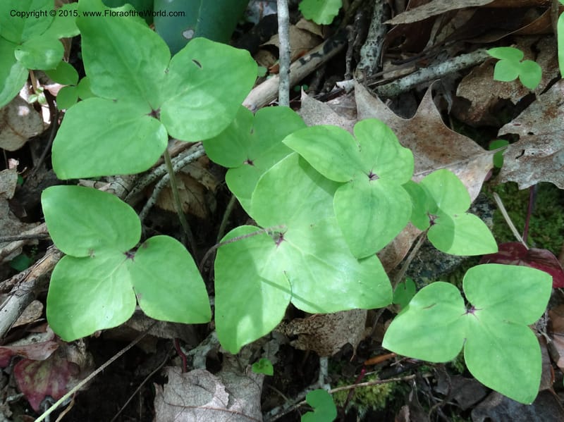Hepatica, Davidson, C 12982--North Carolina. Clay Co. Perry Gap Rd, Barnard's Cr. 13 May 2015. DSC04860 (29).JPG
