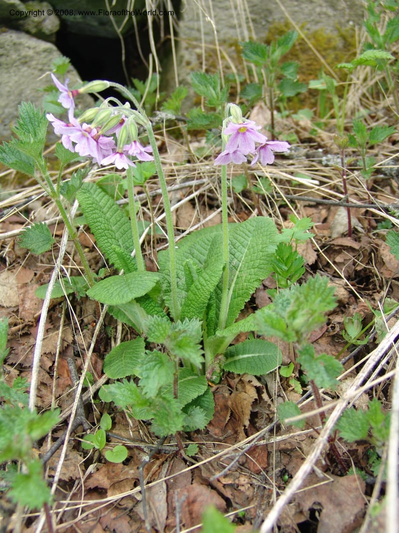 Primula amoena--Georgia. Kazbeki . Trail-road to Sameba Church. 2 Jun 05. 239.jpg