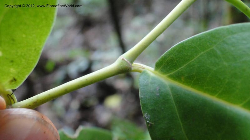 Piper pyrifolium, A. Ramahefaharivelo 163--Madagascar. Ambolotara. Ambodini, Vatovavy. 3 May 2010 112 (16).jpg