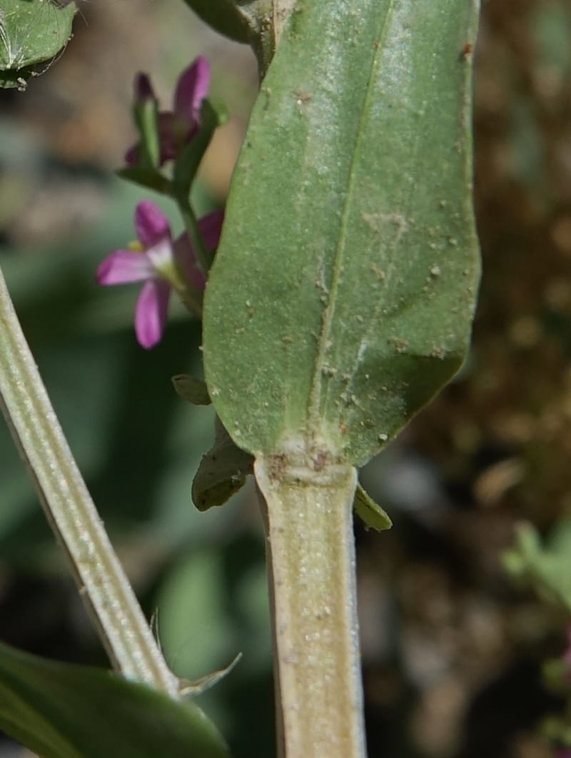 Centaurium pulchellum, Fortunato 13214--Argentina. Pedernal, Hwy 153. 10 Feb 2018. DSC00169 (58).JPG