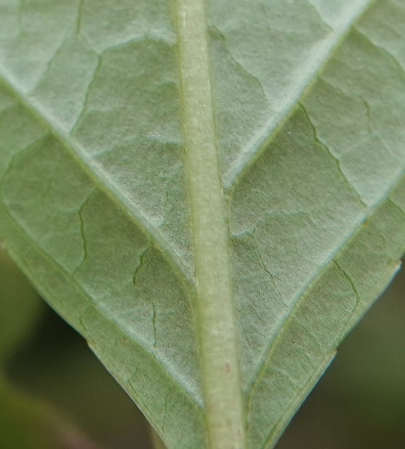 Celastrus stylosus, D. Boufford 44095--China. Yunnan. Ci Wu Duan Rd. Stop 2. 29 Apr 2018. DSC00344 (228).JPG